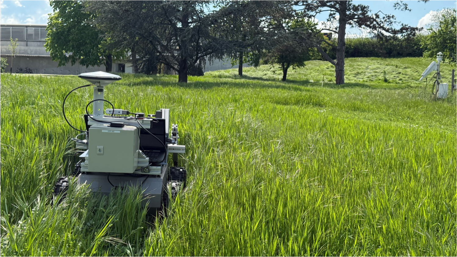 tall grass